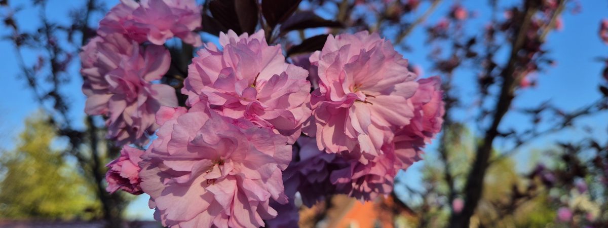 Cherry flower