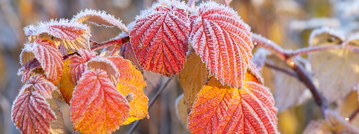 Leaves frozen in frost in late autumn. Selective focus.